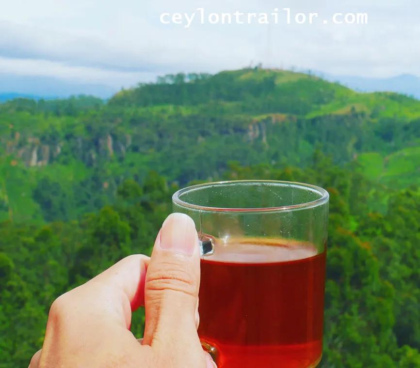 Tea Plantation