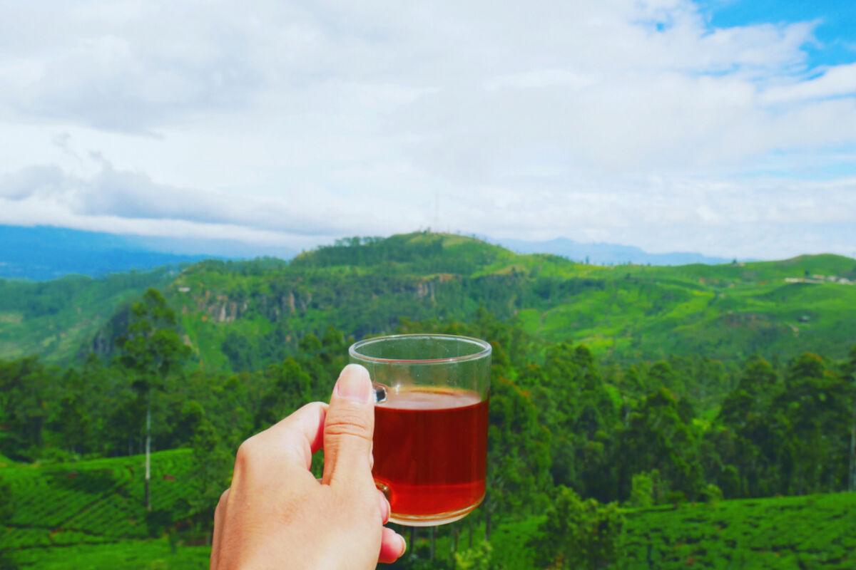Tea fields at Ella