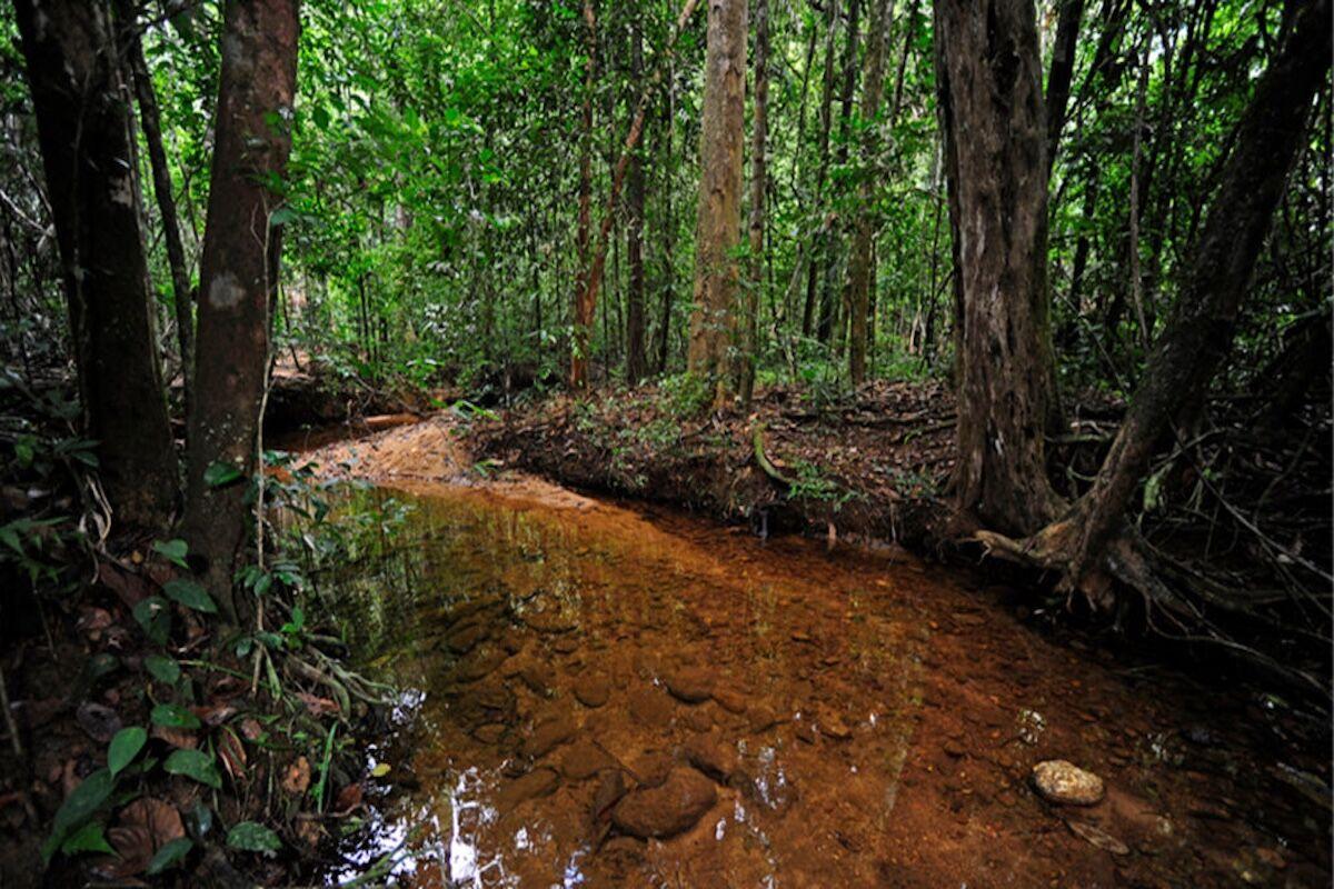Sinharaja – Rainforest Wilderness