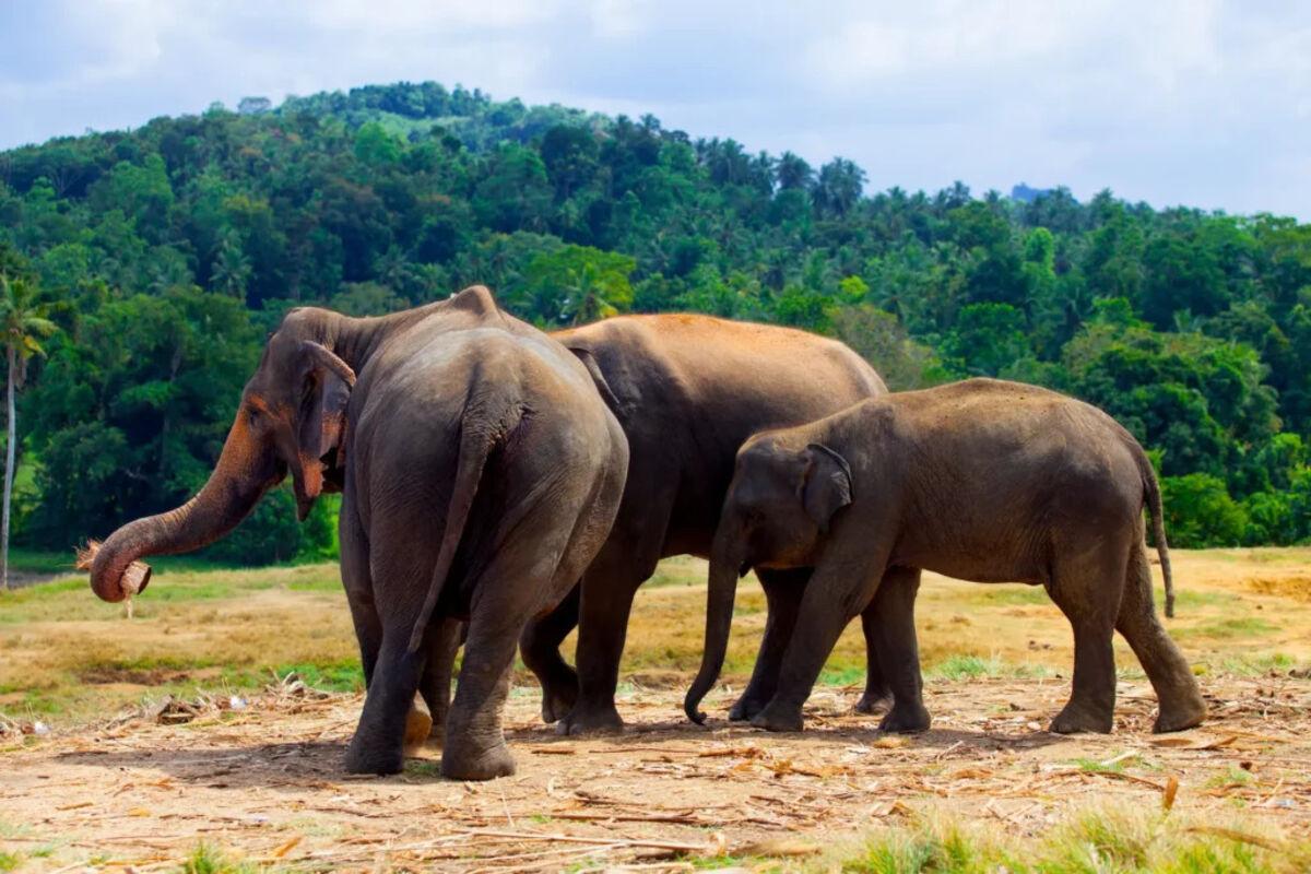 Wilpattu National Park – Land of Lakes & Leopards